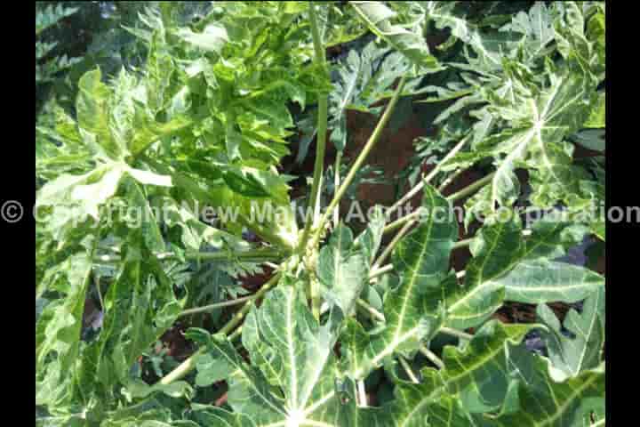 leaf curl of chilli control pesticides